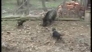 Deutscher Jagdterrier vs Wild boar  terijer sa dsvinjom [upl. by Retepnhoj]