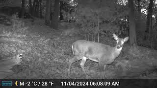 Ashland Trail Cam 11424 Deer [upl. by Lusar]