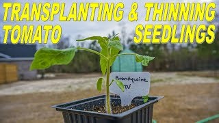 How To Thin And Transplant Tomato Seedlings Into Larger Containers [upl. by Fiann269]