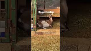 DOGUM ANI doğalyaşam koyun kangal animals cat dogal [upl. by Attenej]