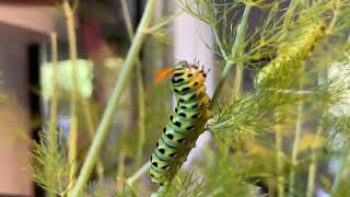 Papilio caterpillar defense [upl. by Biddie]