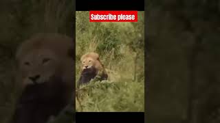 Buffalo Mom Sacrifices Herself to Save her Baby from Lions । Buffalo Mom Save her baby ।shortsviral [upl. by Yaluz]