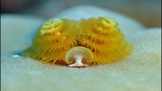 Christmas Tree Worm [upl. by Benoit247]