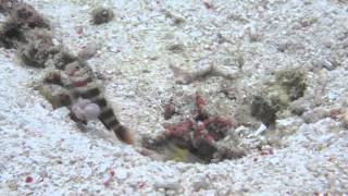 Burgundy Shrimpgoby Amblyeleotris wheeleri [upl. by Joliet]