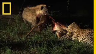 Hyenas Fight Leopard for Kill  National Geographic [upl. by Kamerman]