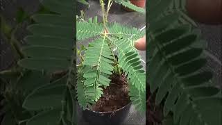 Tuto Jardinage Comment faire un Semis de mimosa pudica [upl. by Mac]