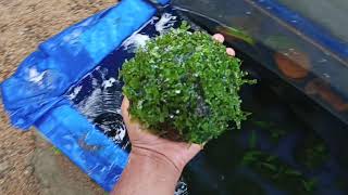 pelia moss java moss Malayalam [upl. by Spillihp103]