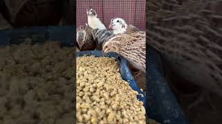 Quail are easier to raise than chickens for a few different reasons quail coturnix quails short [upl. by Eilasor]