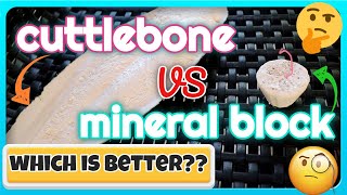 CUTTLEBONE OR MINERAL BLOCK  What is BEST Calcium Source For Your Love Birds [upl. by Leibman754]