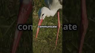 5 Amazing Facts About Storks 2024 11 07 [upl. by Aramot786]