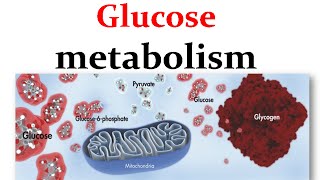 Overview of glucose metabolism [upl. by Hunger]