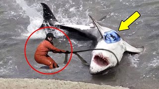 Fisherman Catches Giant Shark and Turns Pale Upon Seeing What Was in its Stomach [upl. by Molton791]