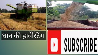 Paddy harvesting 🌾🌾 with harvester mashine धान की फ़सल की कटाई हार्वेस्टर मशीन से [upl. by Namron]