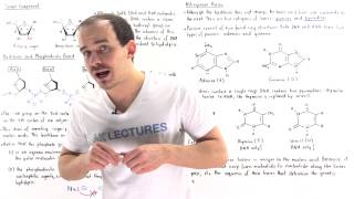 Composition of Nucleic Acids [upl. by Assiluj]