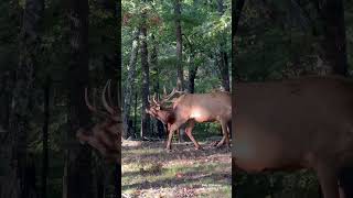 Bugle Eight Times over the last few weeks by my favorite elk bull wildlife elk video [upl. by Ehcram]