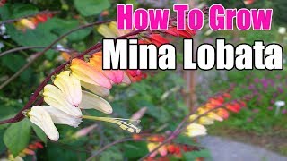 How To Grow Mina Lobata  Gardening Story [upl. by Jonathan]