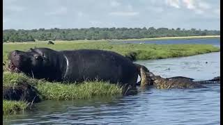 Crocodiles eating dead hippo [upl. by Haerr]