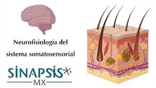 Sistema somatosensorial [upl. by Milan256]