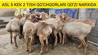 ASL YIRIK 1 YILLIK QOCHQORLAR KELDI SHSHOSHILAMIZ [upl. by Aicnarf]