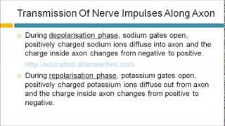 Transmission Of Nerve Impulses Along Axon  Resting Depolarisation Repolarisation [upl. by Areis]