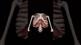 Ribs Depression ribs 3d anatomy animation 3danatomy [upl. by Assiluj344]