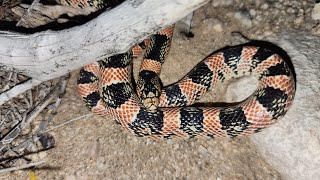 Longnosed Snake Rhinocheilus lecontei [upl. by Liddy981]