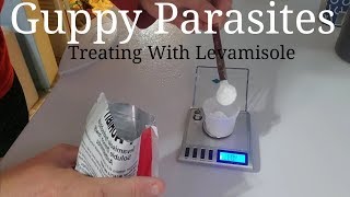 Guppy Parasites  Treating With Levamisole [upl. by Seugram870]