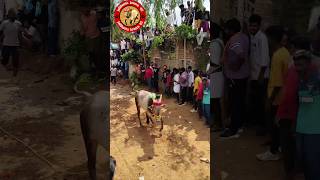 jallikattu shorts viralviralvideos song music newsong videos telugu tirupatientertainment [upl. by Laenaj]