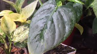 Philodendron sodiroi [upl. by Peddada]