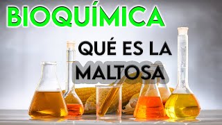 23 ¿QUÉ ES LA MALTOSA  BIOQUÍMICA [upl. by Nivek]