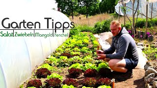 Garten im Mai  Gartentipps zu Mangold Fenchel Salate Rote Bete und Zwiebel [upl. by Isador]