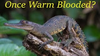 Warm Blood Crocodiles The Endothermic Ancestry of Crocodilians Part 1 The Evidence [upl. by Neirad]