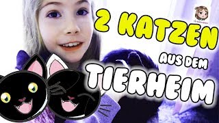 HANNAH ADOPTIERT 2 KATZEN 🐱🐱 Unsere neuen Familienmitglieder aus dem Tierheim ziehen ein [upl. by Whitelaw]