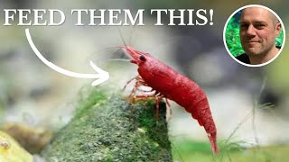 What Do Red Cherry Shrimp Eat FEEDING RED CHERRY SHRIMP THE BEST FOODS FOR COLOR GROWTH AND EGGS [upl. by Anniram]