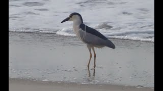 Black crowned Night Heron  Rockaway Beach 20240622 [upl. by Ycinuq160]