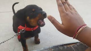 Rottweiler puppy barking on owner [upl. by Murray]