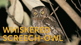 Whiskered ScreechOwl [upl. by Foushee]