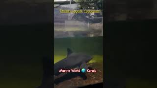 Marine World Public Aquarium in Edakkazhiyur Kerala 🇮🇳 India [upl. by Assiroc]