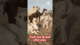 सऊदी अरब की सबसे घटिया लाईफ  camel farming vlog shortsfeed ytshorts sad life [upl. by Sorenson]