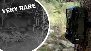 Sri Lanka Wildlife Trail Camera  First experience with Wild Camera [upl. by Isadore127]