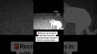 Recon cat comes in with the livestock guardian dogs moments before coyotes start👀🚨 [upl. by Winslow]