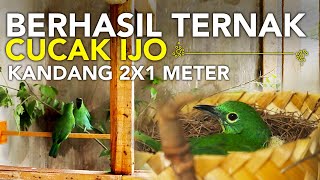 Hore Ada 1 Lagi Yang Berhasil Ternak Cucak Ijo dari Kandang Bekas Ukuran 2x1 Meter [upl. by Farrar326]