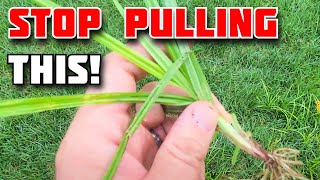 SECRETS to stopping Nutsedge [upl. by Neral]