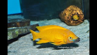 Neolamprologus leleupi Uvira quotOrangequot [upl. by Leanne]