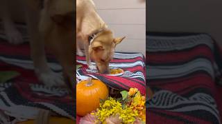 Thanksgiving at South Park Doggie dog doggiedaycare animalowner doglife puppy [upl. by Jaf]