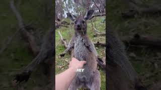 The FUNNIEST Kangaroo Encounter EVER [upl. by Kurzawa]