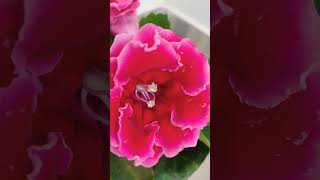 Gloxinia plant beautiful flowers shortsvideo [upl. by Gretna]