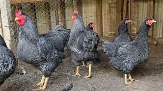 plymouth rock chickens 🐓🐓🐓 [upl. by Deeann300]