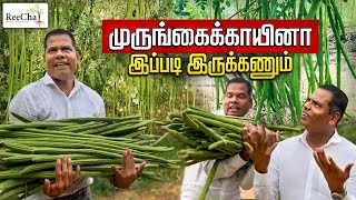 Drumstick Farming Vlog  Best Farmhouse in Sri Lanka  BK in Reecha [upl. by Rheba702]