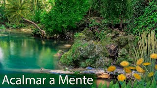 Alívio para o Stress e Ansiedade  Relaxar com Música e Sons da Natureza  Meditação para Acalmar [upl. by Hentrich]